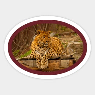 Leopard Sticker